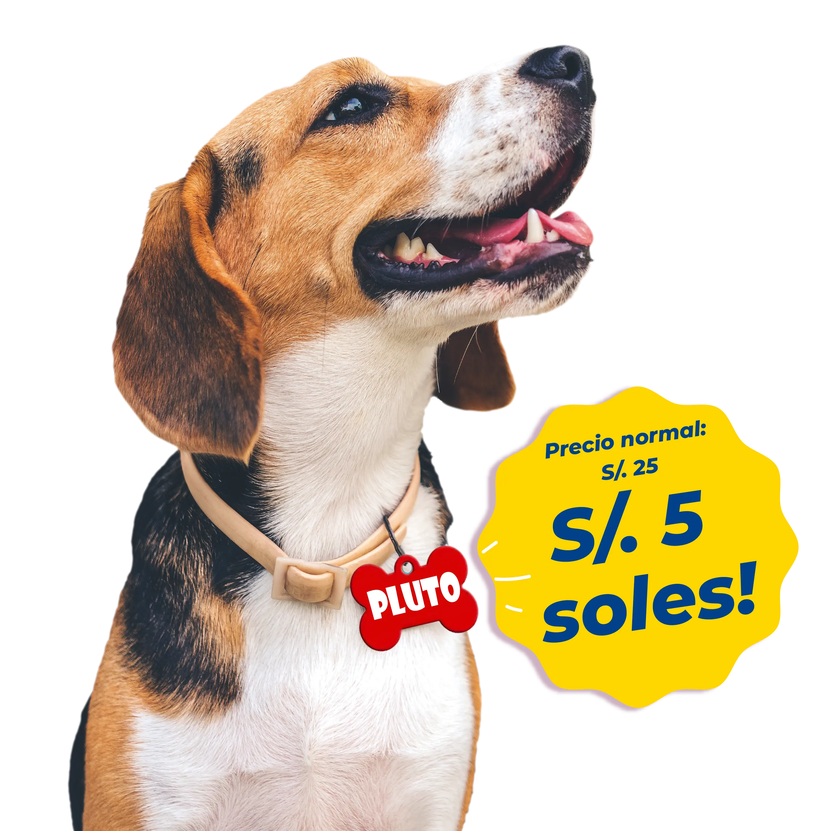 Perrito con plaquita roja con el nombre Pluto